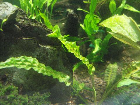 Cryptocoryne bullosa \"Sarikei\"_a0194582_16534792.jpg