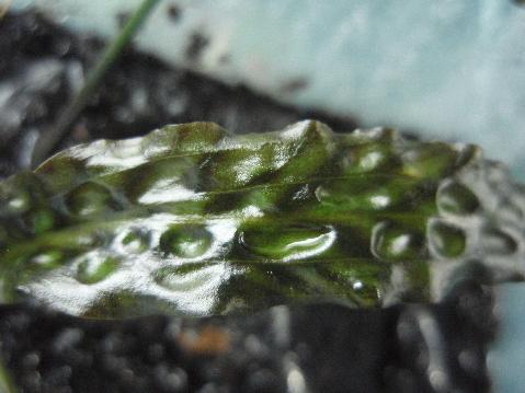 Cryptocoryne bullosa \"Bintulu\"_a0194582_1734951.jpg