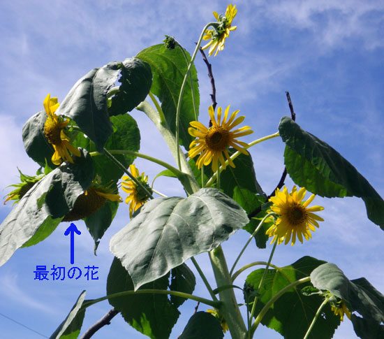 ヒマワリとマルバタマノカンザシ(花や葉のサイズなど)_a0136293_14362755.jpg
