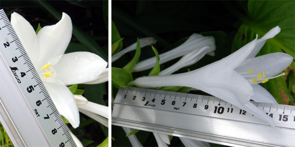 ヒマワリとマルバタマノカンザシ(花や葉のサイズなど)_a0136293_14521382.jpg