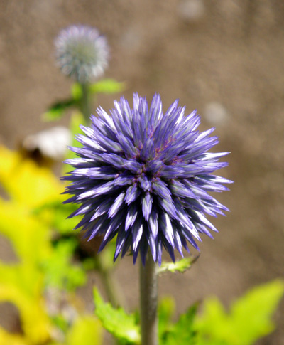 ヒマワリとマルバタマノカンザシ(花や葉のサイズなど)_a0136293_14594128.jpg