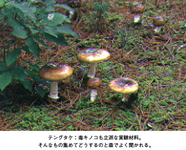 ★東日本大震災：野生キノコから高濃度セシウム－福島_a0028694_7582034.jpg