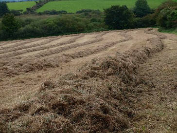 イギリスの干草の作り方って イギリス ウェールズの自然なくらし イギリスの干草の作り方って イギリス ウェールズの自然なくらし