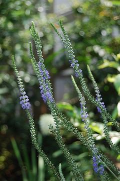 c0124100_18372984.jpg