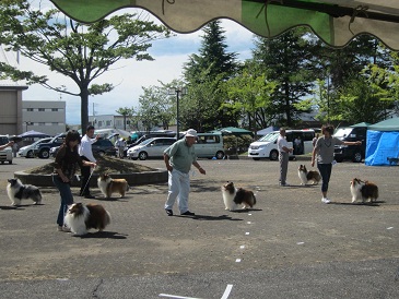 日本コリークラブ展覧会 五十嵐酒店ブログ 喜do愛楽 きどあいらく 日本コリークラブ展覧会 五十嵐酒店ブログ 喜do愛楽 きどあいらく