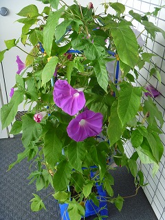 c0164603_1285938.jpg