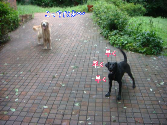 びしょ濡れのボール遊び_f0064906_1749796.jpg