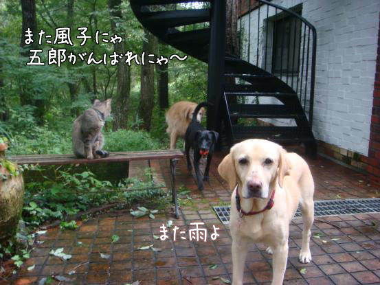 びしょ濡れのボール遊び_f0064906_17573716.jpg
