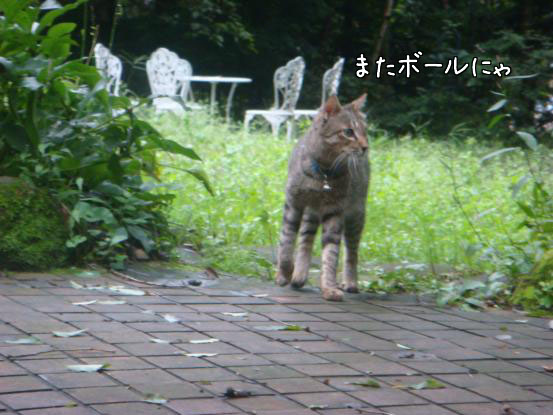 びしょ濡れのボール遊び_f0064906_17581978.jpg
