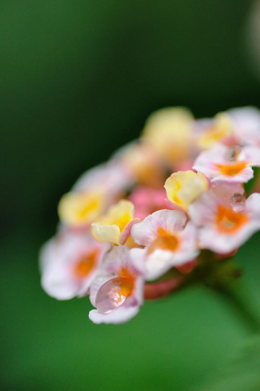 公園の濡れ花 其の二_f0032011_19405052.jpg