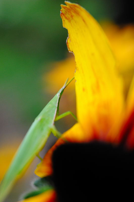 公園の濡れ花 其の二_f0032011_19413974.jpg