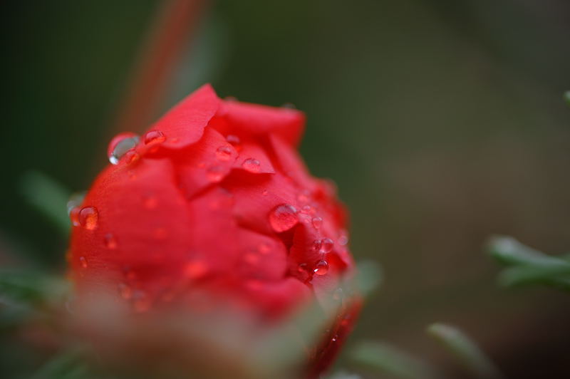 公園の濡れ花 其の二_f0032011_19423042.jpg