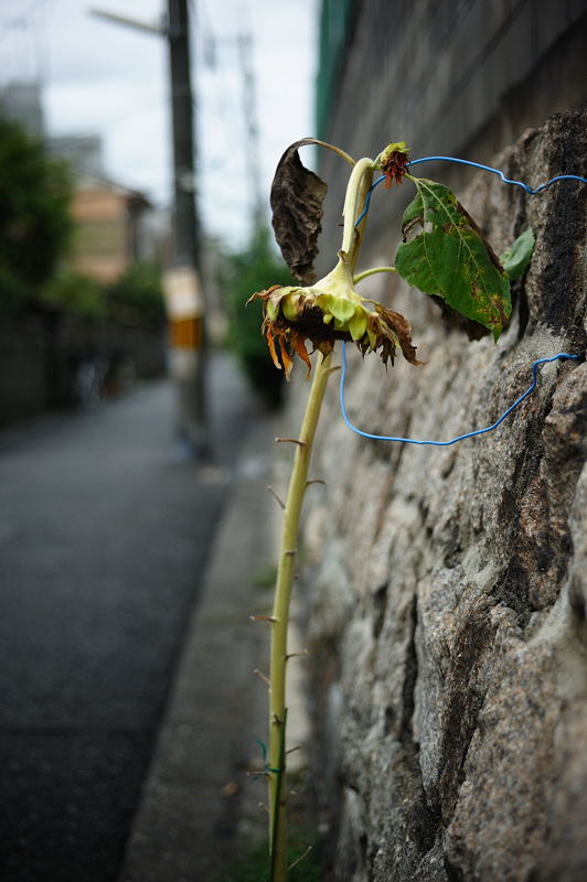 公園の濡れ花 其の二_f0032011_19425490.jpg