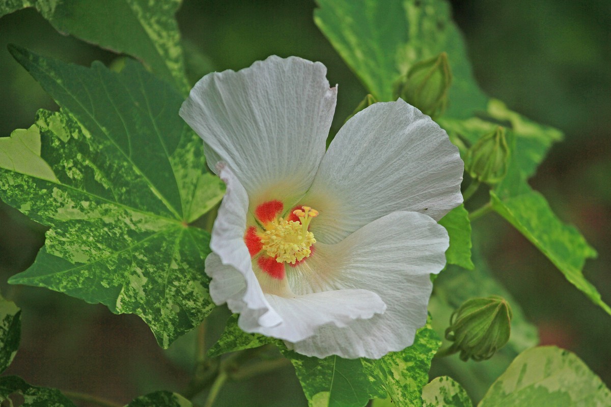 綿の花 イーハトーブ ガーデン 綿の花 イーハトーブ ガーデン