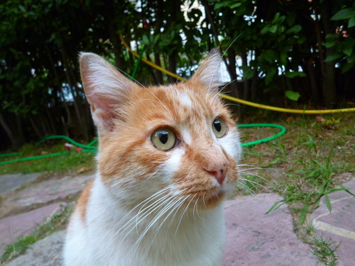 飼い主さんのひとりごと。(その17)　マキシマムザホルモンがスゴイ♪_d0170140_20232236.jpg