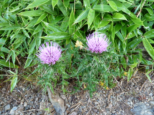 b0190242_20152335.jpg