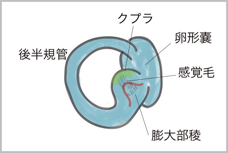 半規管の微細構造 あさひ町榊原耳鼻咽喉科 院長のブログ