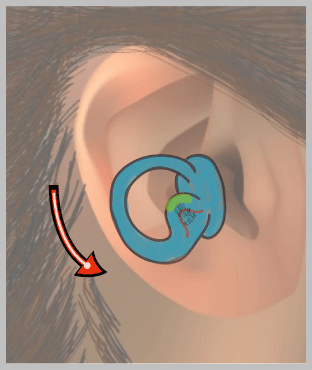 半規管の微細構造_e0084756_0472556.png