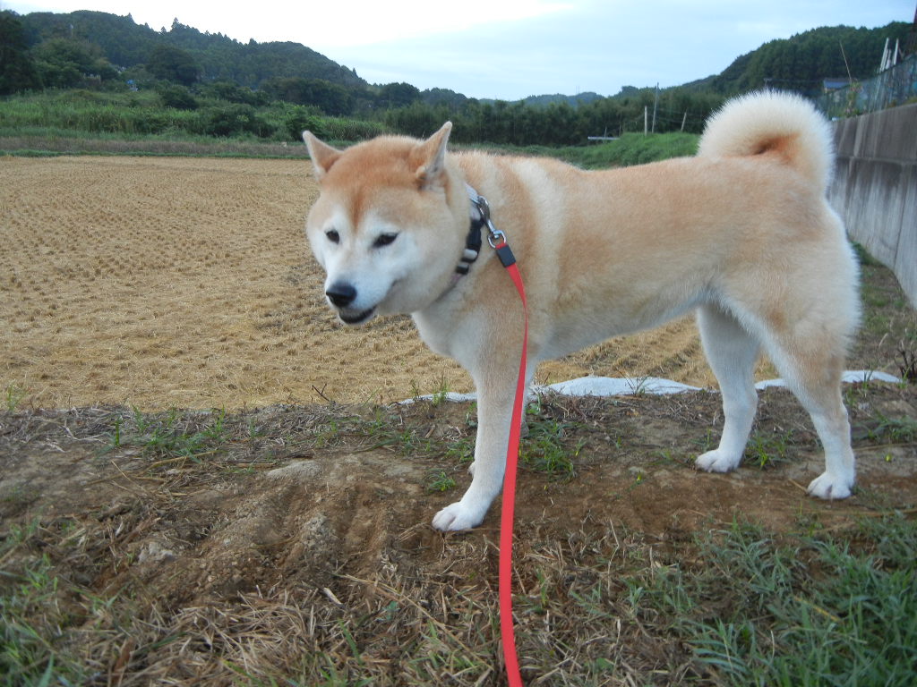 2011年9月5日(月)台風一過!_f0060461_7522982.jpg