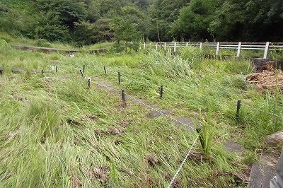 771-20110905 いつもの野草園と台風２１号_d0128465_12464310.jpg