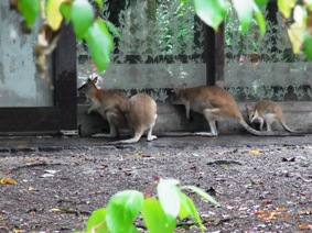 Tierpark　ミュンヘン動物園_e0195766_5551855.jpg