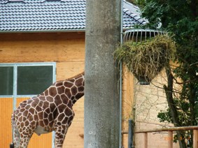 Tierpark　ミュンヘン動物園_e0195766_5561697.jpg