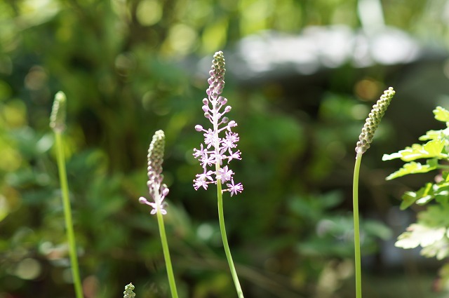 e0181373_20134537.jpg