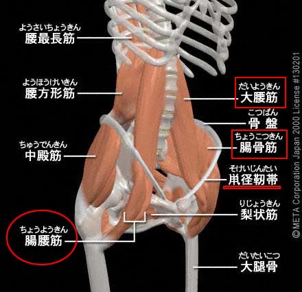 病院の鳥さん達の意外な働き_e0133780_1873116.jpg