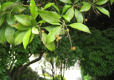 c0229483_8341575.jpg