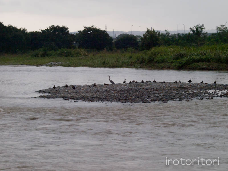 多摩川　カルガモ　＆　アオサギ　　2011/09/05_d0146592_23423145.jpg