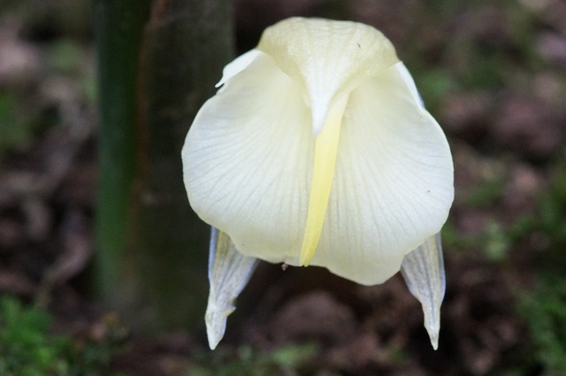 茗荷の花 野草デジカメ日記