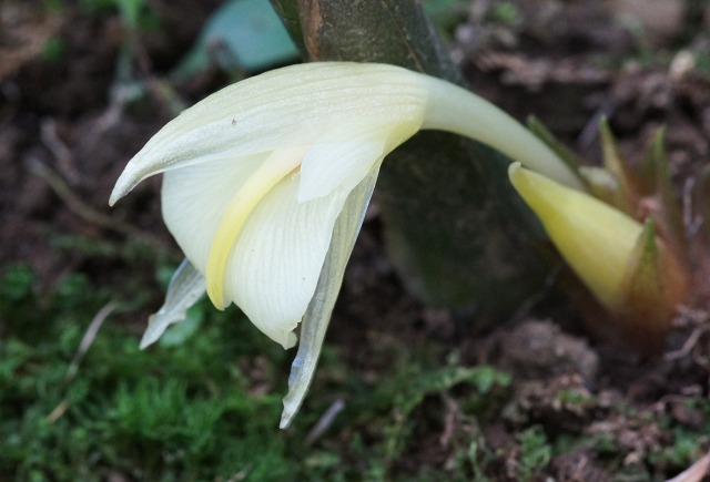 茗荷の花 野草デジカメ日記