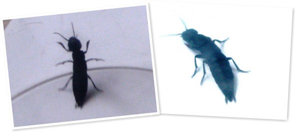 部屋の中で見つけた謎の黒い虫 昆虫ブログ むし探検広場