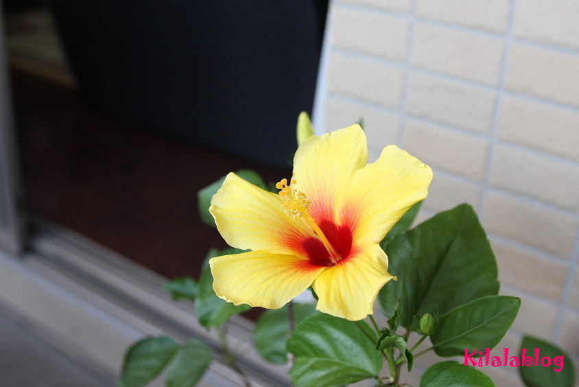 e0130008_20103615.jpg