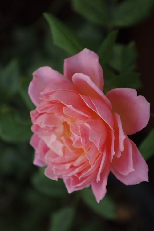 c0147909_8132023.jpg