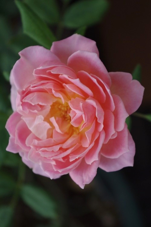 c0147909_8133514.jpg