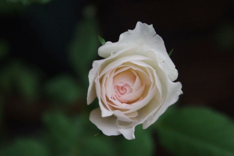 c0147909_8241031.jpg