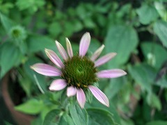 c0190010_15431324.jpg