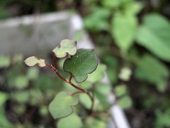 c0190010_15525015.jpg