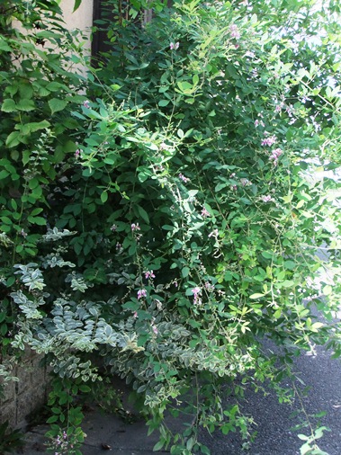 e0224610_103202.jpg