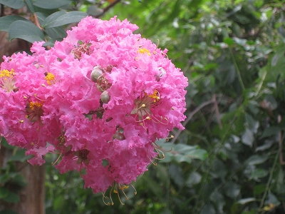e0228147_1432711.jpg