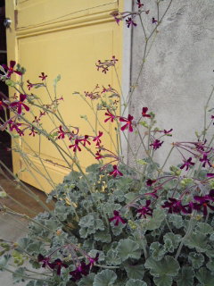 今日のblossom_a0229658_1546033.jpg