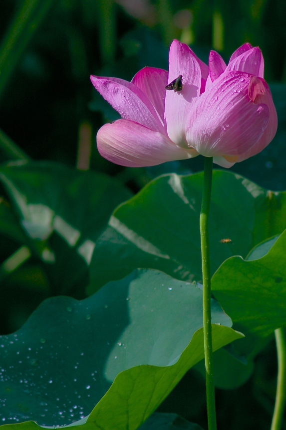 9月6日の朝の蓮の花_b0221065_1093131.jpg