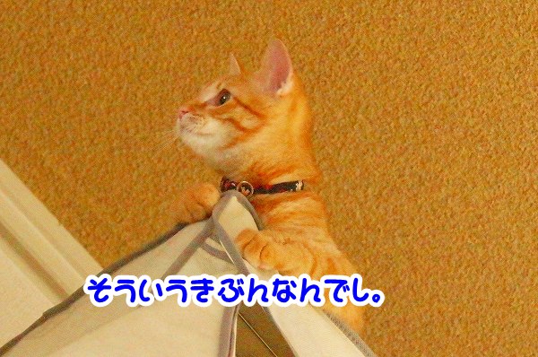 a0201967_22264128.jpg