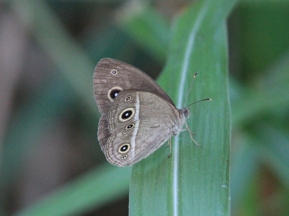 キタテハ　　夏型がまだまずまず新鮮でした。　　2011.9.3埼玉県_a0146869_712912.jpg