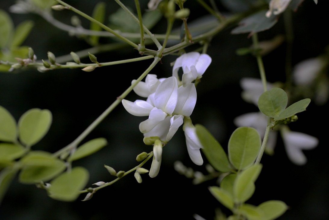 夕闇のハギ（萩）の花_a0107574_21393797.jpg