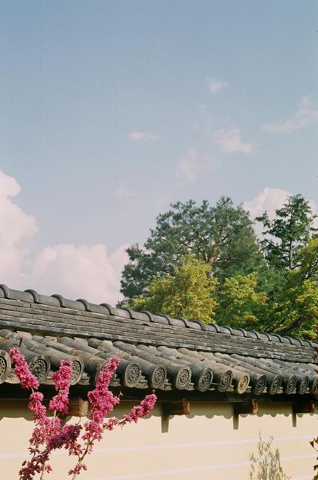 c0046587_21543789.jpg
