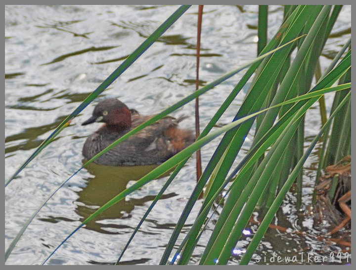 カイツブリ親子_c0129300_2032953.jpg