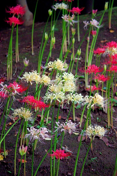 花島公園 曼珠沙華 彼岸花 千葉市花見川区 花ありて 日々 花島公園 曼珠沙華 彼岸花 千葉市花見川区 花ありて 日々