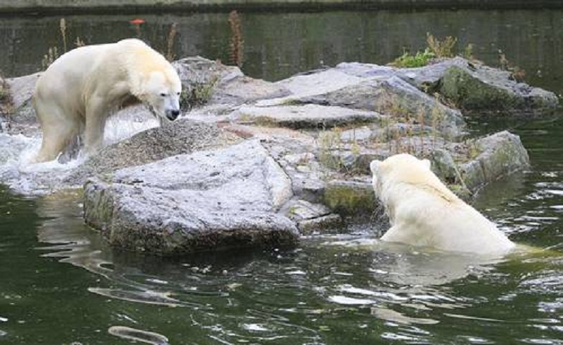 ベルリン動物園のトロール 札幌 円山動物園 キャンディの兄 がトスカ クヌートの母 と初顔合わせ Polarbearology Conjectaneum